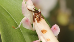 Animals insects macro