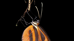 Animals insects macro Butterflies