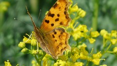 Animals insects macro Butterflies