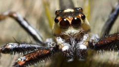 Animals insects macro spiders