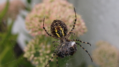 Animals insects macro spiders