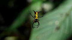 Animals insects macro spiders