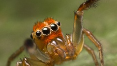 Animals insects macro spiders