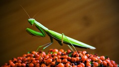 Animals insects mantis insect
