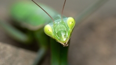 Animals insects mantis macro