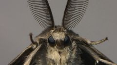 Animals insects moth insect