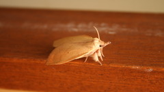 Animals insects moth macro