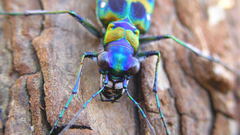 Animals insects nature