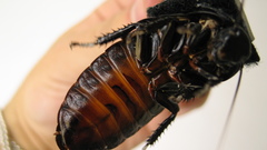 Animals insects roach insect