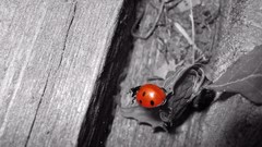 Animals insects selective coloring ladybirds