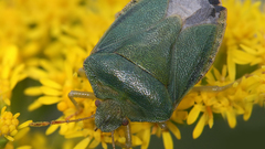 Animals insects Shield Bug