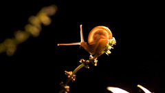Animals insects snails macro