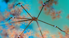 Animals insects spiders