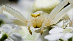 Animals insects spiders