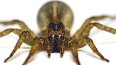 Animals insects spiders arachnids