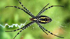 Animals insects spiders arachnids