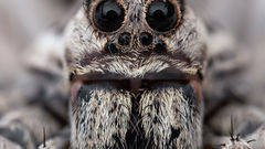 Animals insects spiders arachnids