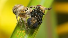 Animals insects spiders arachnids