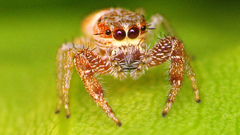 Animals insects spiders arachnids