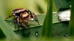 Animals insects spiders arachnids