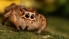 Animals insects spiders arachnids