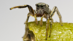 Animals insects spiders arachnids