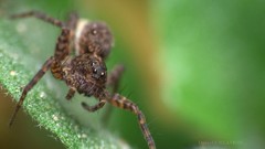 Animals insects spiders arachnids