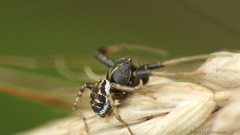 Animals insects spiders arachnids