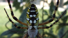 Animals insects spiders arachnids