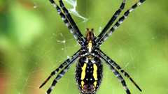 Animals insects spiders arachnids