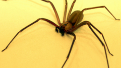 Animals insects spiders insect