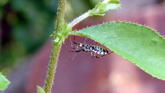 Animals insects spiders insect