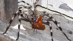 Animals insects spiders insect