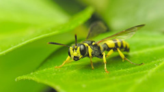 Animals insects wasp