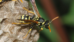 Animals insects wasp