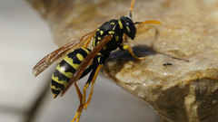 Animals insects wasp