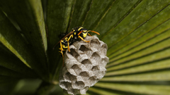 Animals insects wasp