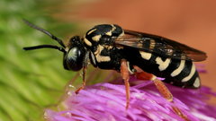 Animals insects wasp hymenopthera