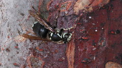 Animals insects wasp insect