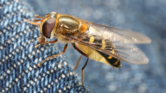 Animals insects wasp insect