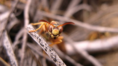 Animals insects wasp insect