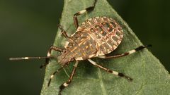 Animals insects Weevil