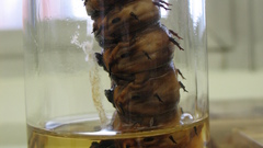 Animals insects worms