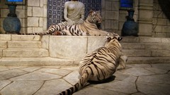 Animals interior statues Texas Tigers Temples vases stairways 