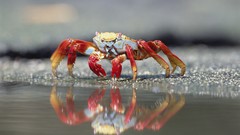 Animals Islands crabs Ecuador