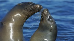 Animals Islands sea lions