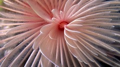 Animals Islands worms fans