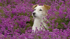 Animals Jack Russell Terrier