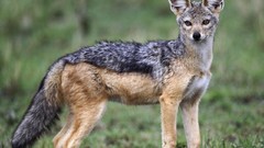 Animals jackal