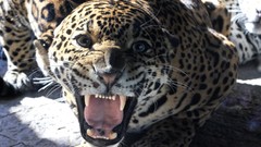 Animals jaguar